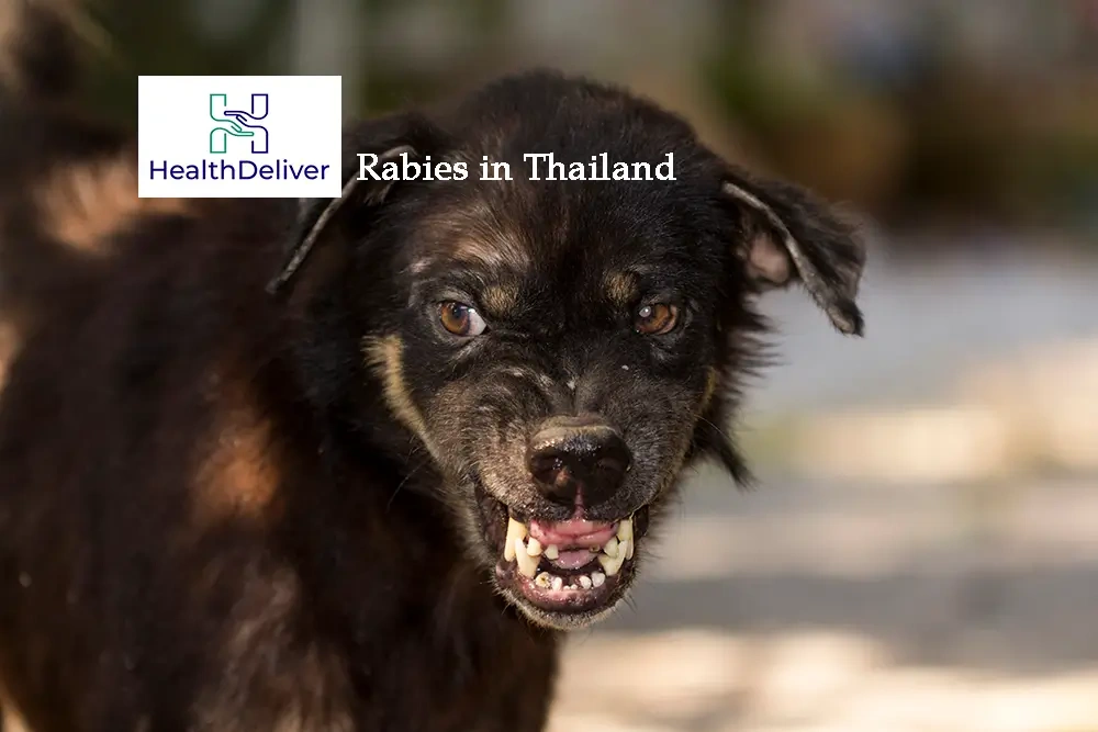 Aggressive black dog showing teeth with rabies warning in Thailand